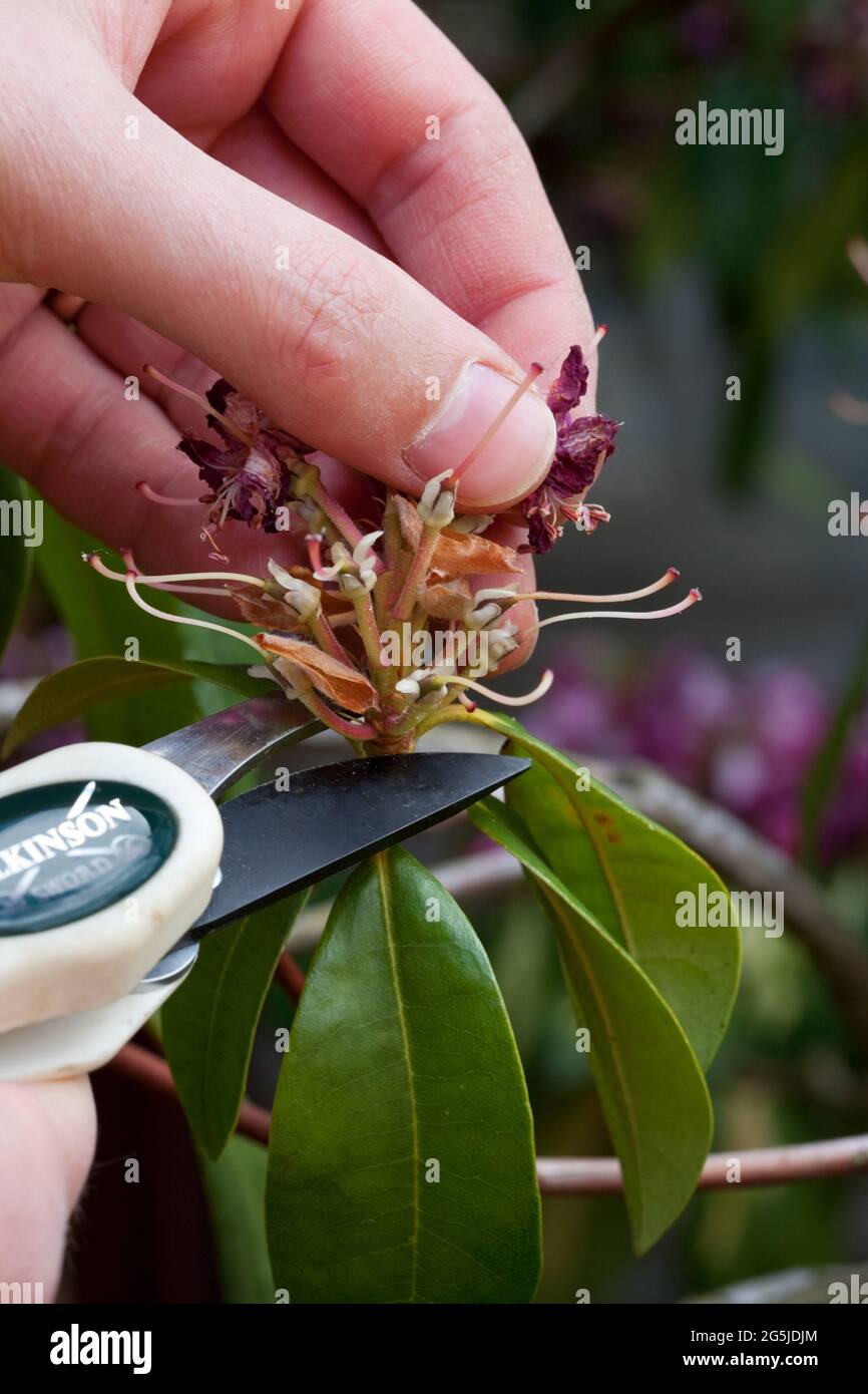 Mort en tête de Rhododendron, « président Roosevelt » Banque D'Images