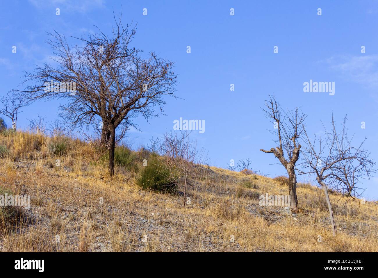 Prunus dulcis, Almond morts sur un flanc de colline Banque D'Images