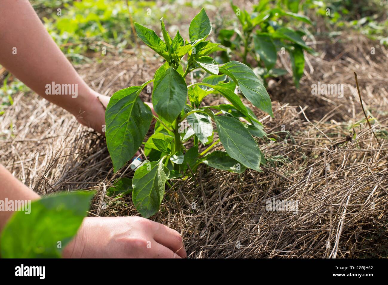 Les mains du jardinier paillis la plante de poivre, gros plan avec l'espace de copie. Banque D'Images