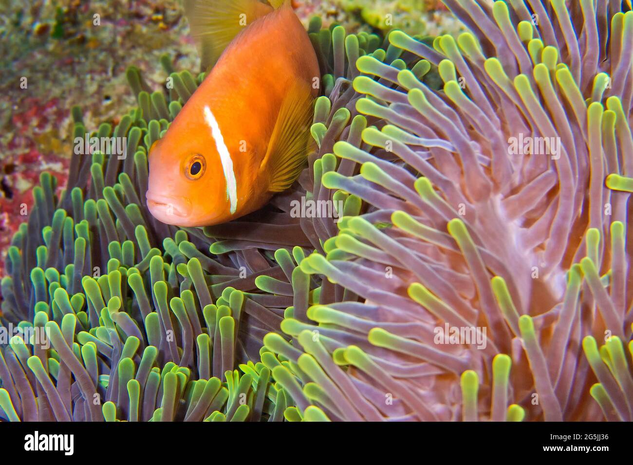 Anemonefish à tête noire, Amphiprion nigripes, Anemone de la mer magnifique, Heterotis magifica, Coral Reef, Atoll d'Ari Sud, Maldives, Océan Indien, Asie Banque D'Images