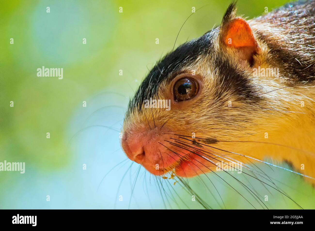 Écureuil géant grizzli, Ratufa macroura, Parc national d'Udawalawe, Sri Lanka, Asie Banque D'Images