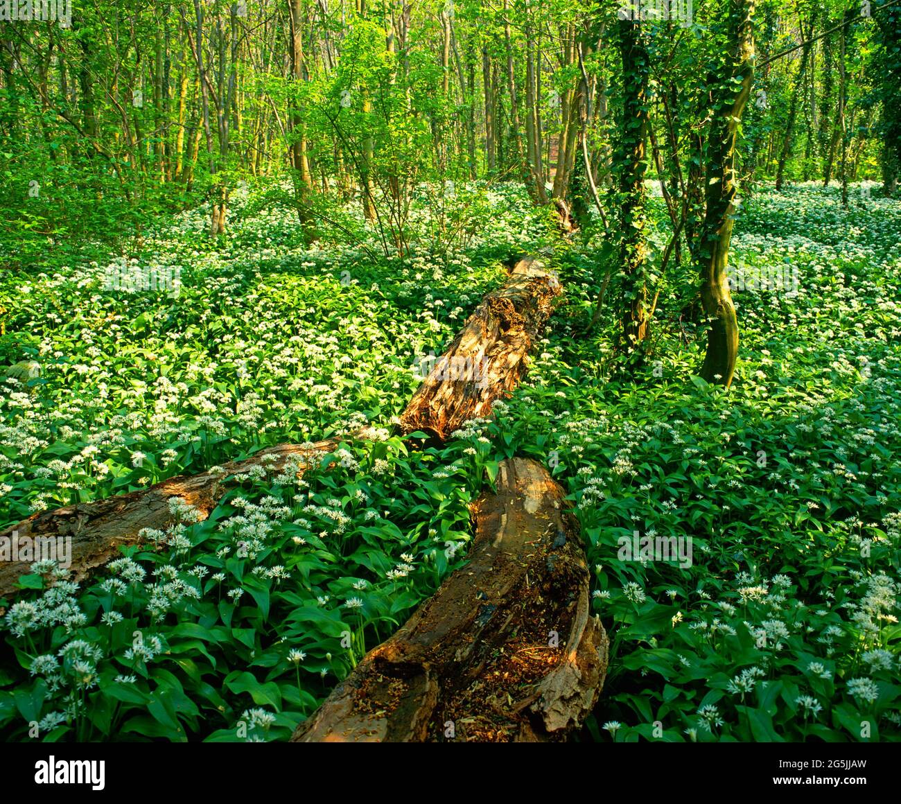 paysage avec de l'ail sauvage, sur le sol boisé de la forêt, Banque D'Images