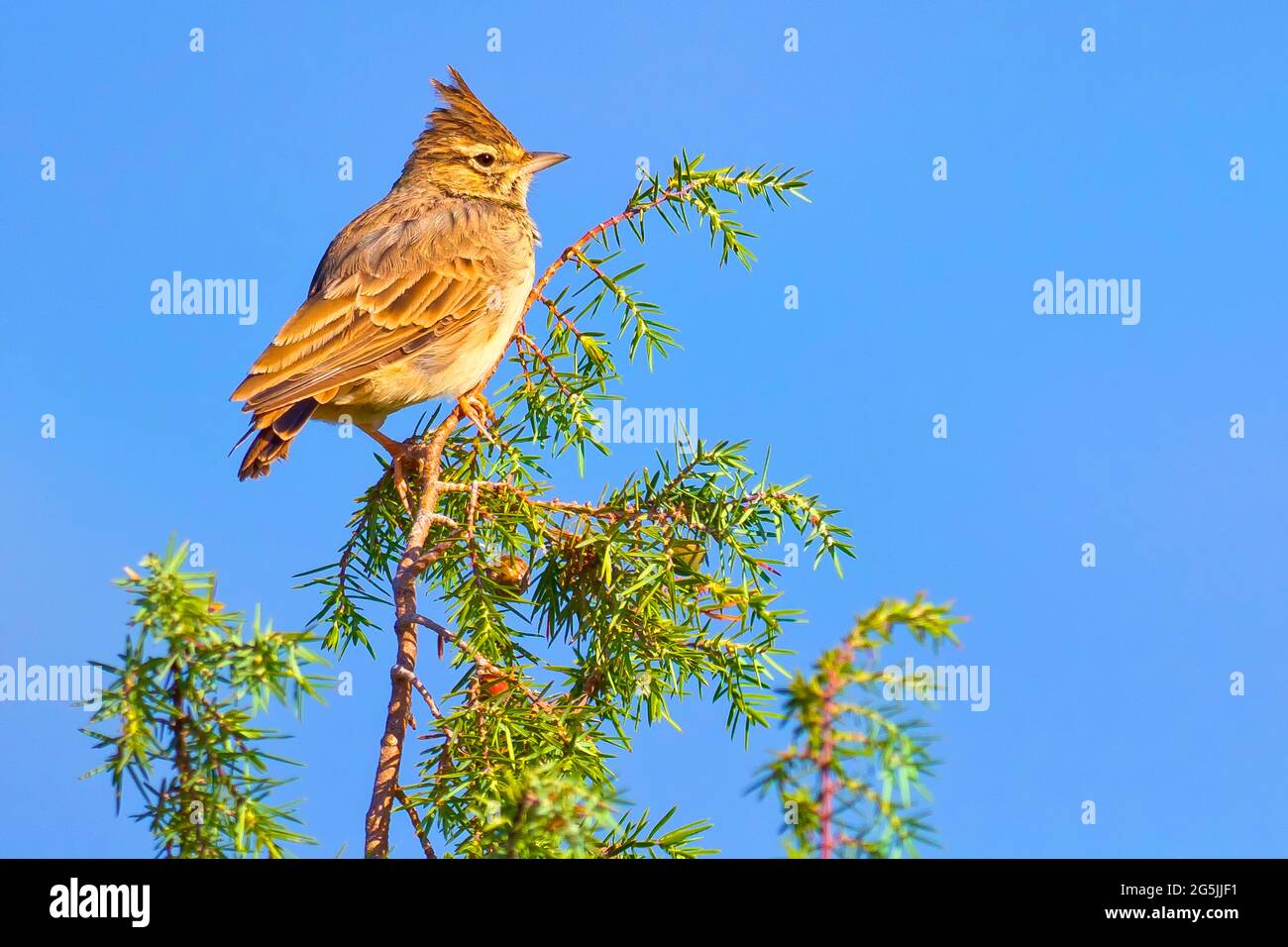 Lark à crête, Galerida cristata, Forêt méditerranéenne, Castille et Leon, Espagne, Europe Banque D'Images