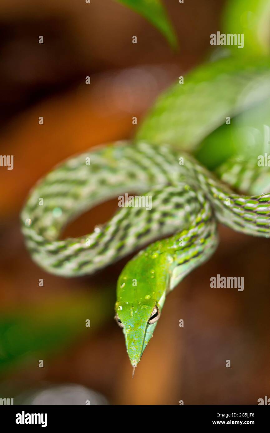 Serpent à vigne verte, serpent whip à long nez, Ahaetulla nasuta, forêt tropicale du parc national de Sinharaja, site du patrimoine mondial, UNESCO, Bioreserve, Sri Lanka, Comme Banque D'Images