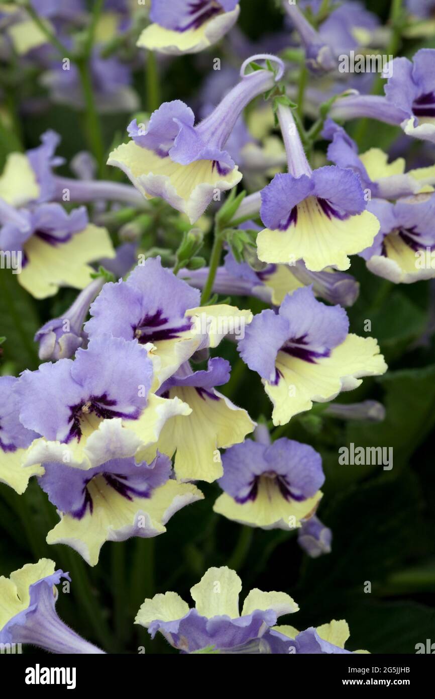 Streptocarpus 'Blue' Arlequin Banque D'Images