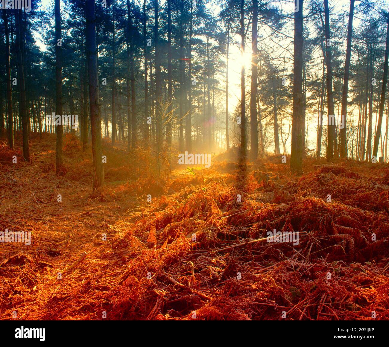 lever du soleil à travers la forêt de pins, Banque D'Images