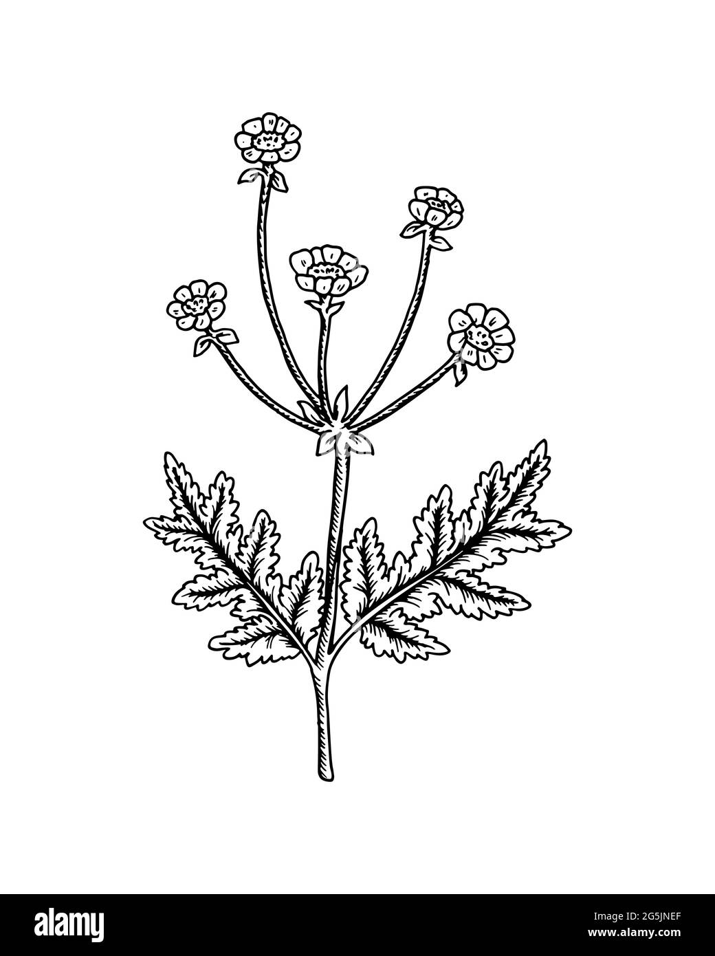 Coupe de beurre dessinée à la main isolée sur fond blanc. Illustration vectorielle dans le style d'esquisse Illustration de Vecteur