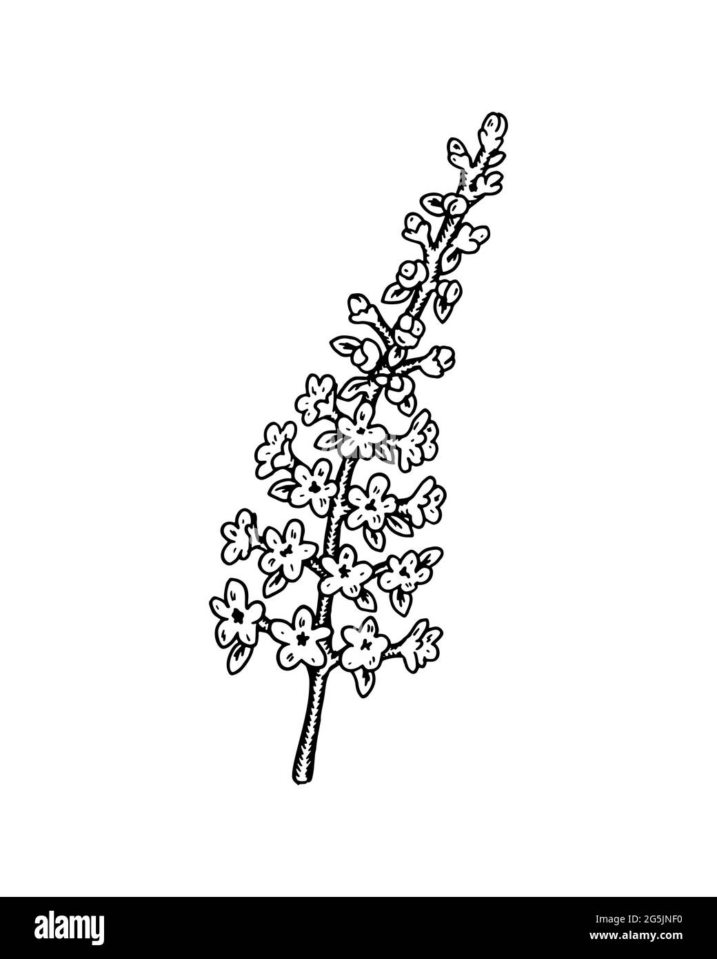 Fleur de champ dessinée à la main isolée sur fond blanc. Illustration vectorielle dans le style d'esquisse Illustration de Vecteur