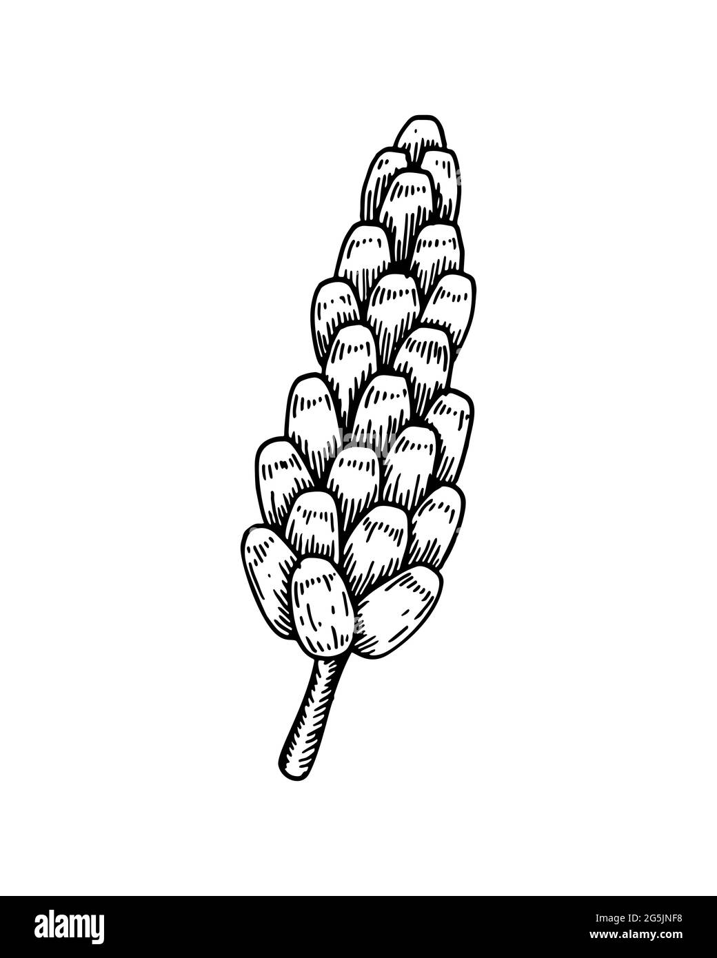 Épelette dessinée à la main isolée sur fond blanc. Illustration vectorielle dans le style d'esquisse Illustration de Vecteur