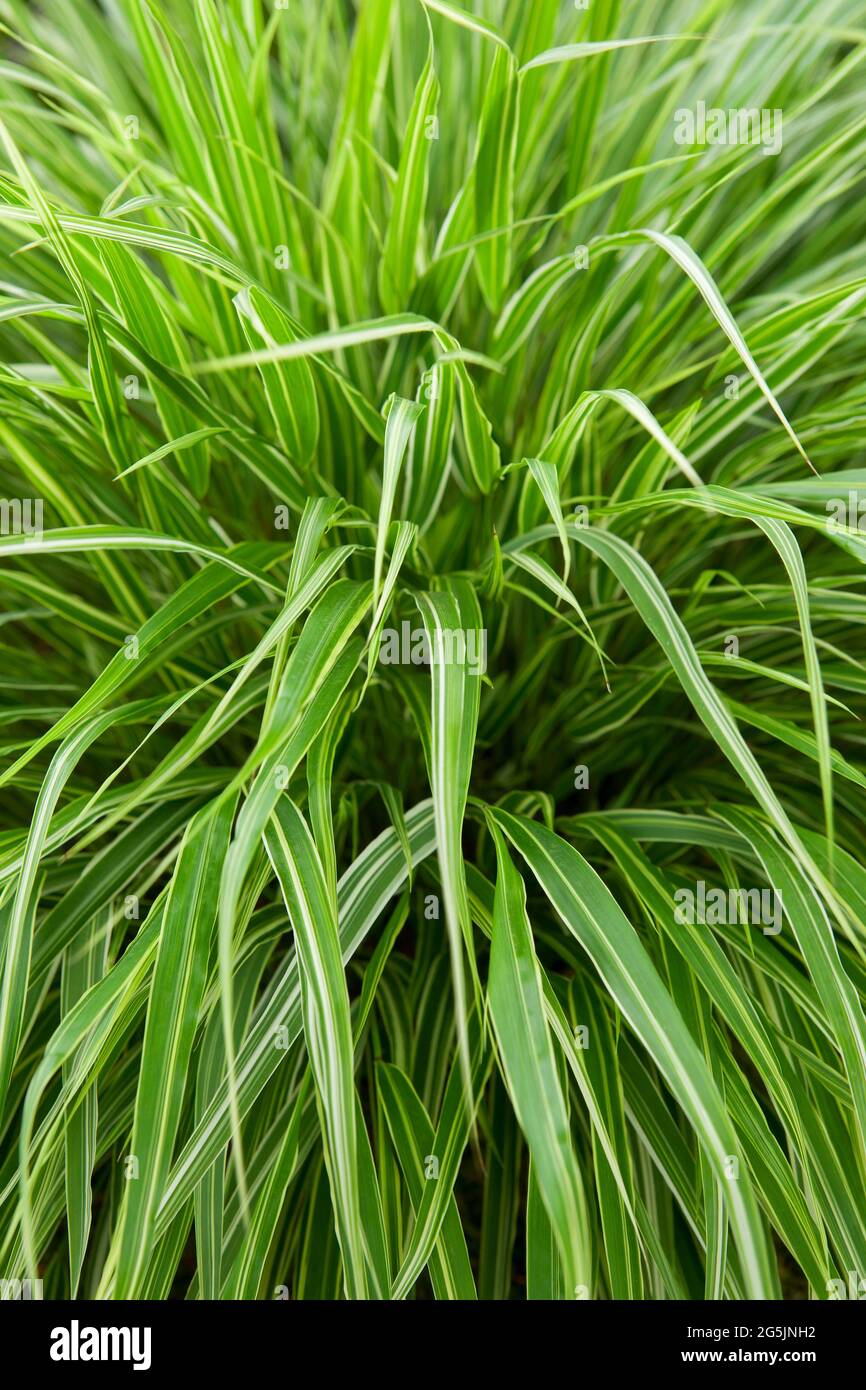 Hakonechloa matra 'samouraï' Banque D'Images