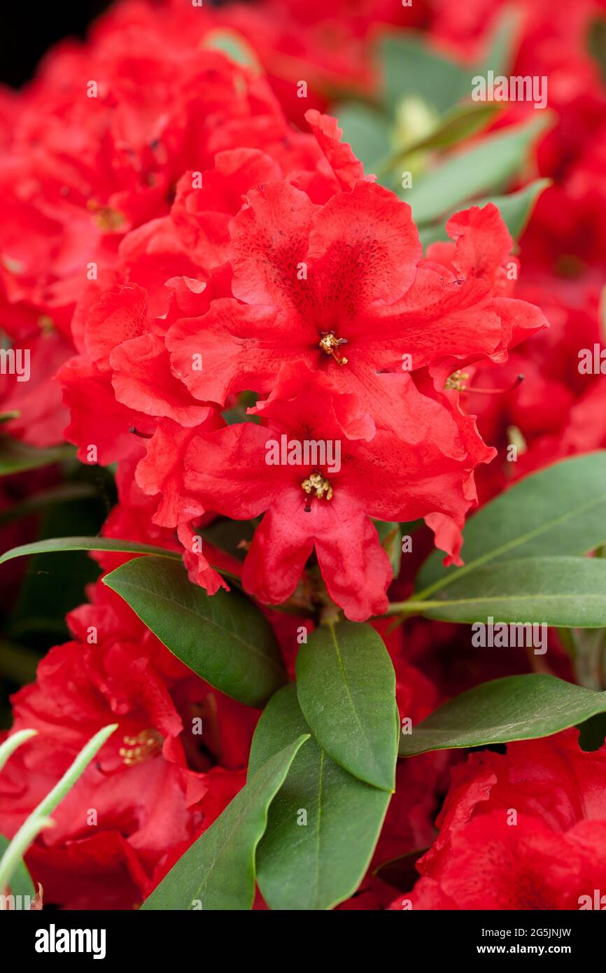 Rhododendron 'Rabatz' Banque D'Images