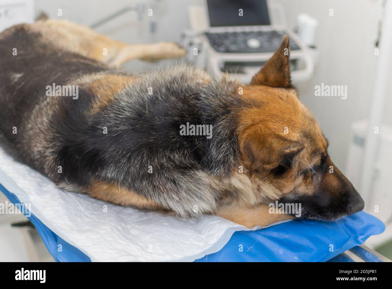 Grand chien sous anesthésie dans une clinique vétérinaire.Berger allemand,chien alsacien allongé sur la table chirurgicale sous anesthésie.gros plan. Banque D'Images