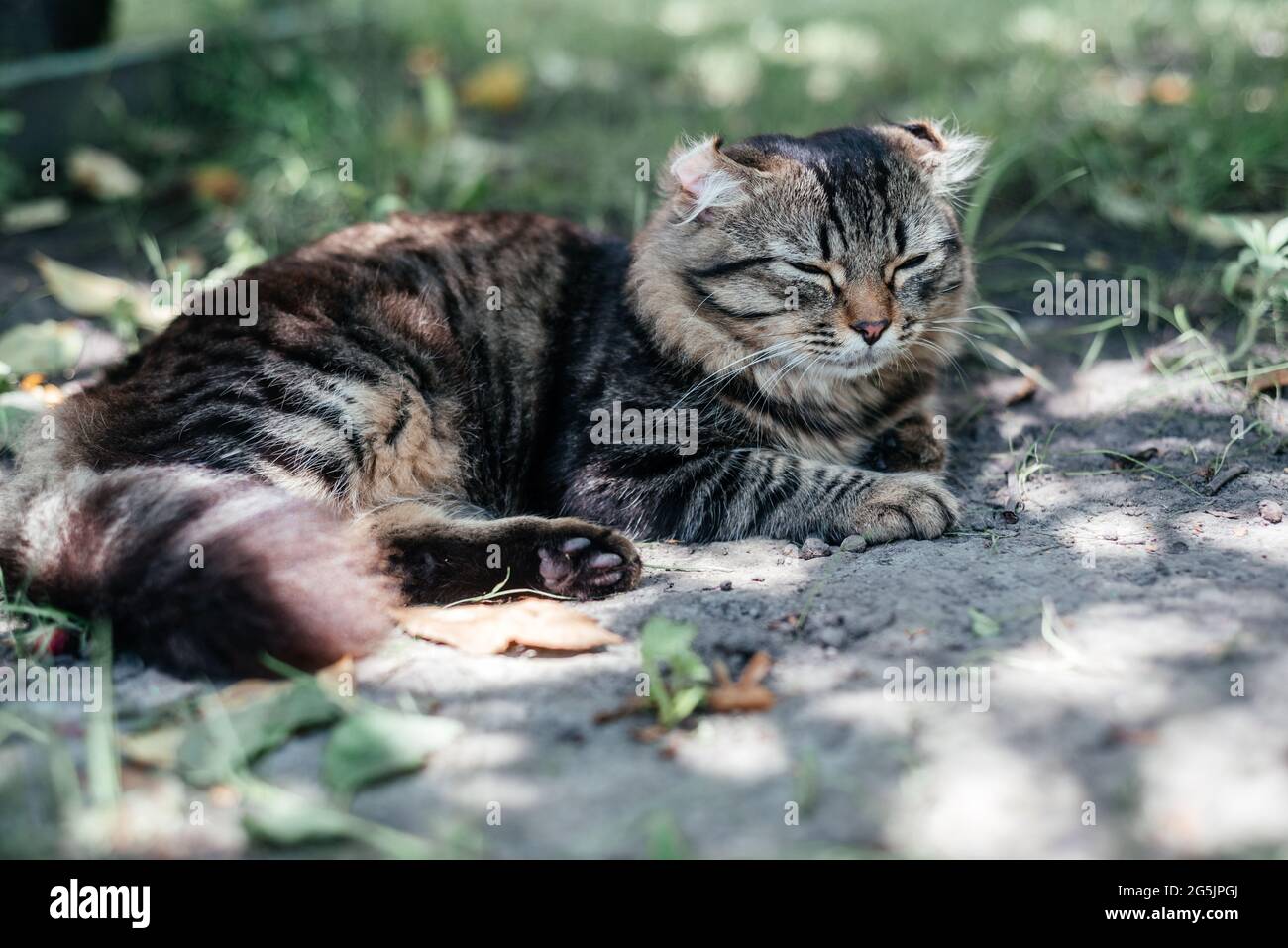 Le chat rayé gris napping sur l'herbe verte Banque D'Images