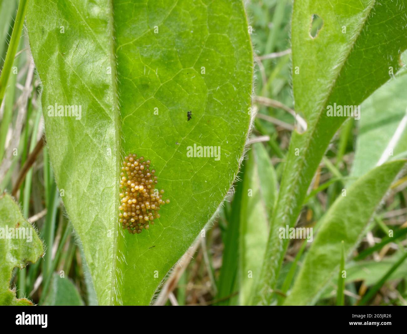 Ensemble d'œufs de papillon frilalaire de marais (Euphydryas aurina) posé sur le dessous d'une feuille de Diable (Succisa pratensis), la nourriture larvaire Banque D'Images