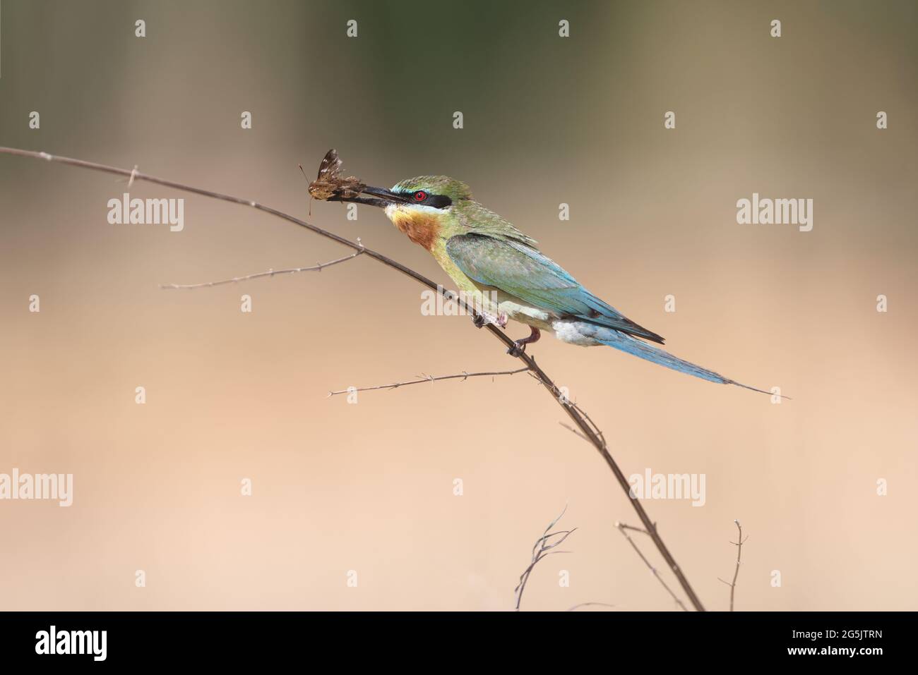 un apier à queue bleue qui vient de prendre un insecte Banque D'Images