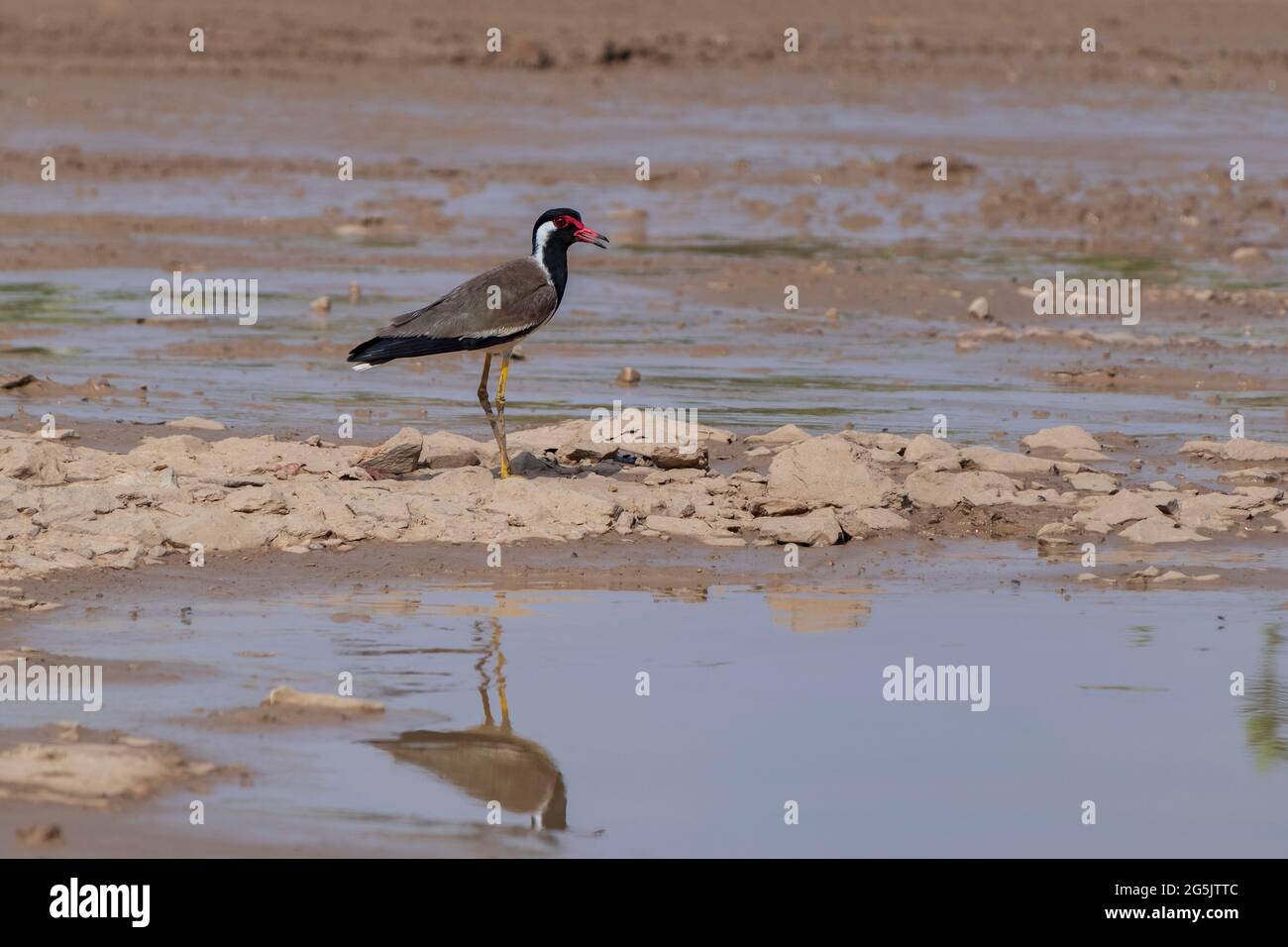 Laponine à puissance rouge (Vanellus indicus).oiseau appartient à la famille des Charadriidae. Banque D'Images