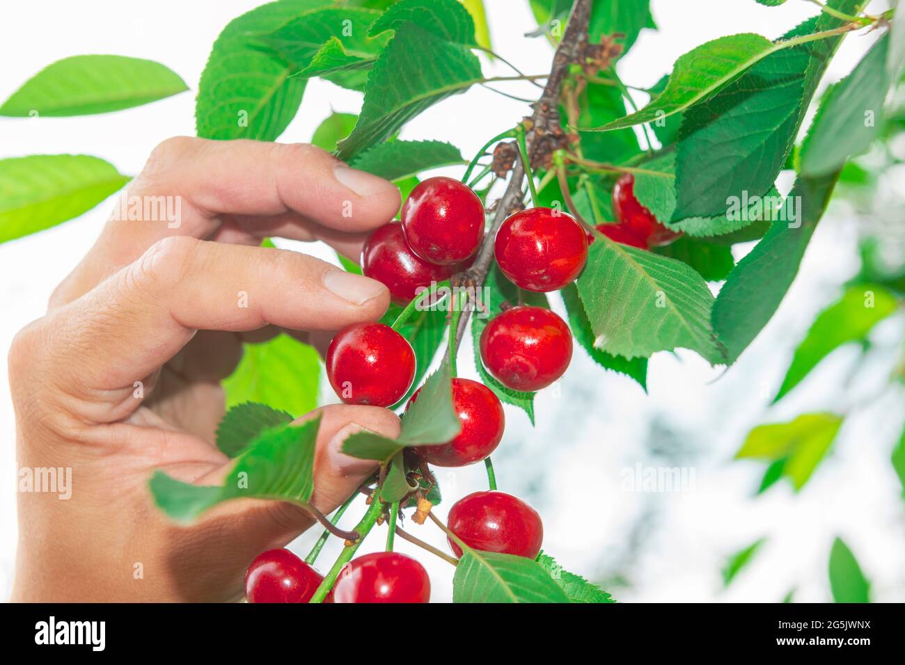 Récolte de la main et de la cerise fraîche du jardinier. Photo clé en haut Banque D'Images