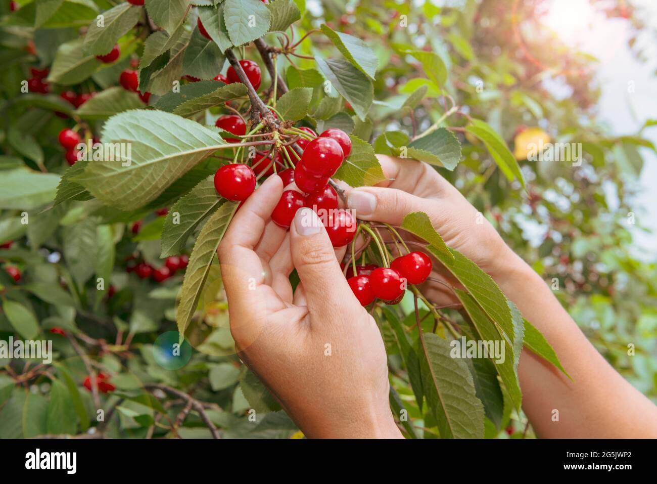 Récolte de cerises fraîches. Des mains qui ratent la récolte de cerises douces. Tons chauds et reflets du soleil Banque D'Images