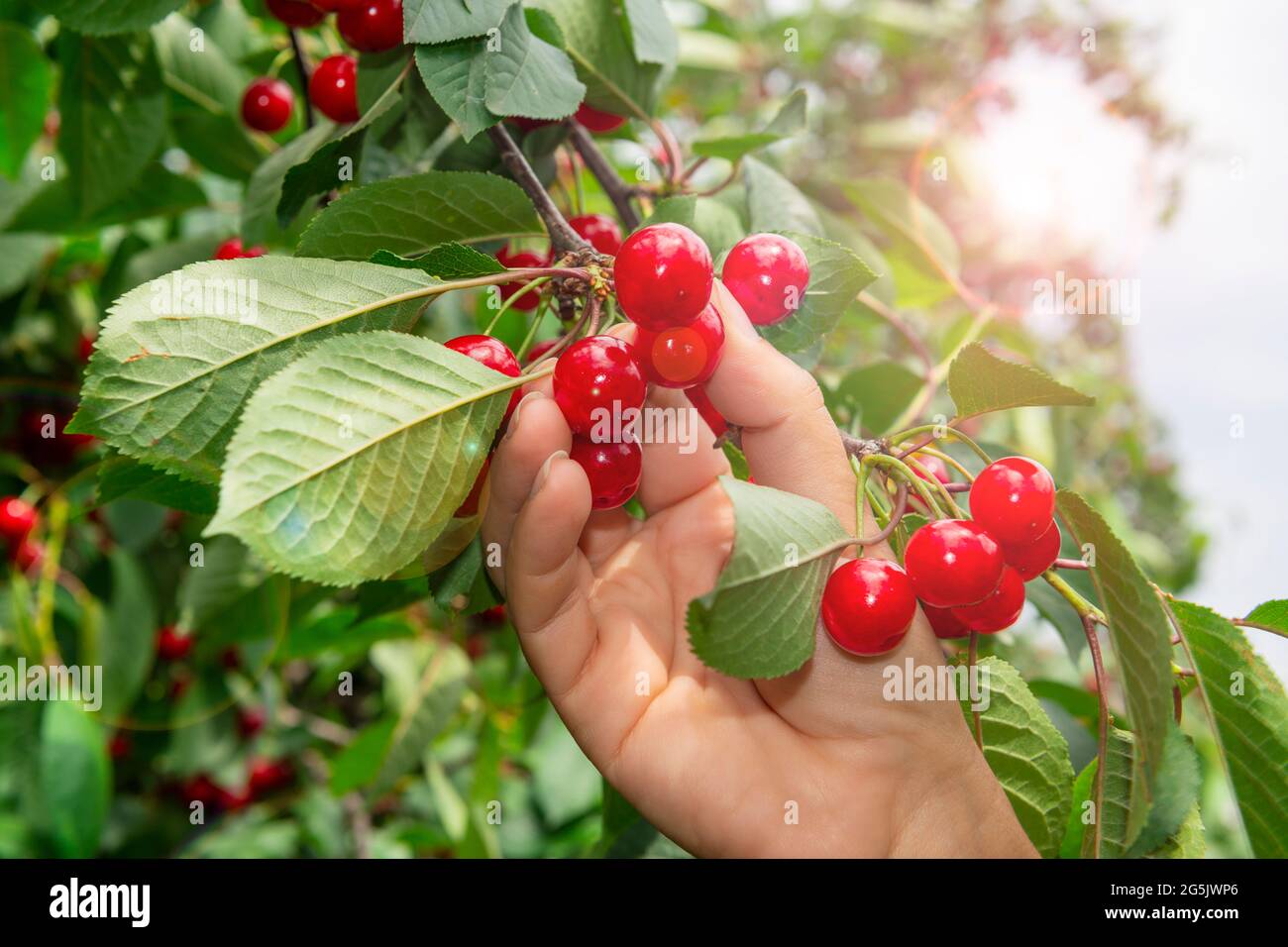 Cueillette de cerises douces et fraîches dans le jardin. Main avec cerises rouges mûres. Banque D'Images