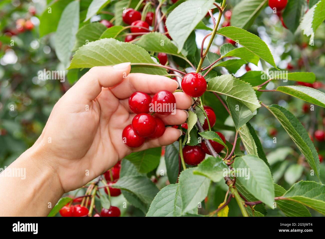 Cueillette de baies de cerises fraîches. Main avec des cerises douces mûres Banque D'Images