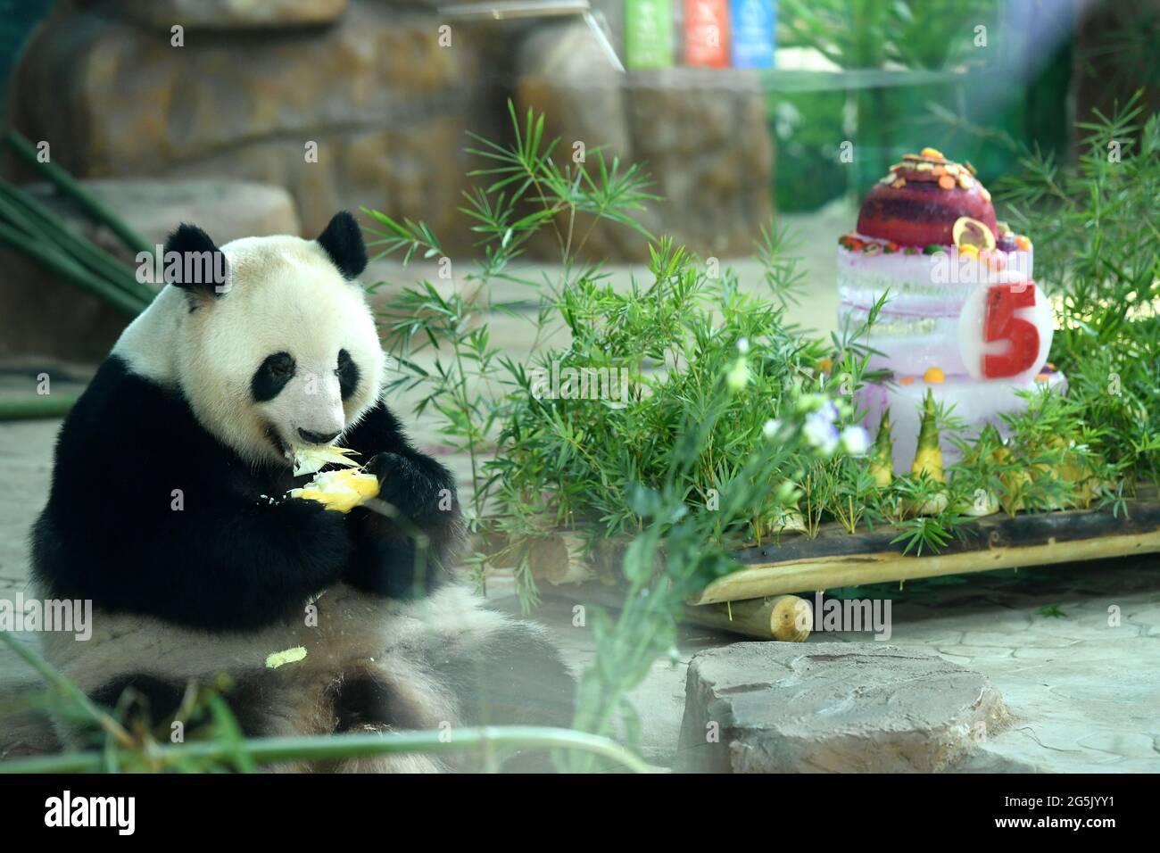 Nanning, Chine. 27 juin 2021. Le frère et la sœur pandas mangent du gâteau de glace pour célébrer leur 5ème anniversaire à Nanning, Guangxi, Chine, le 27 juin 2021.(photo de TPG/cnschotos) crédit: TopPhoto/Alay Live News Banque D'Images