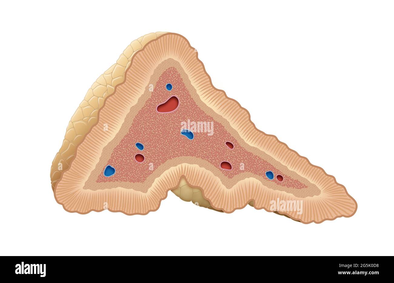 Les glandes surrénales sont des glandes endocrines qui produisent une variété d'hormones, y compris l'adrénaline et les stéroïdes aldostérone et cortisol Banque D'Images