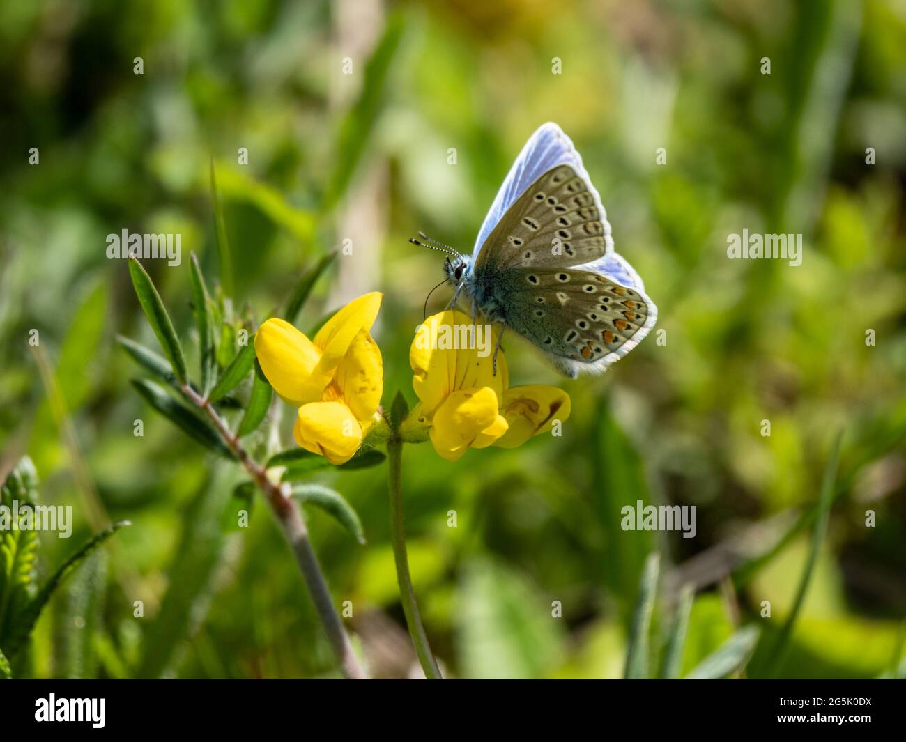 Papillon bleu commun sur la gravure de rein Banque D'Images