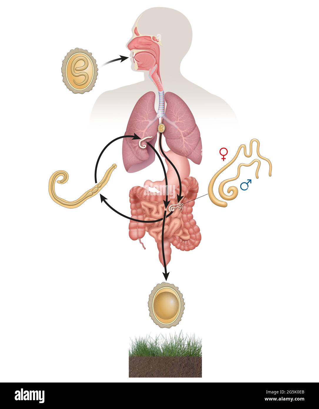Ascaris lumbricoides cycle de vie. Œufs, larve et ascarides adultes. Banque D'Images