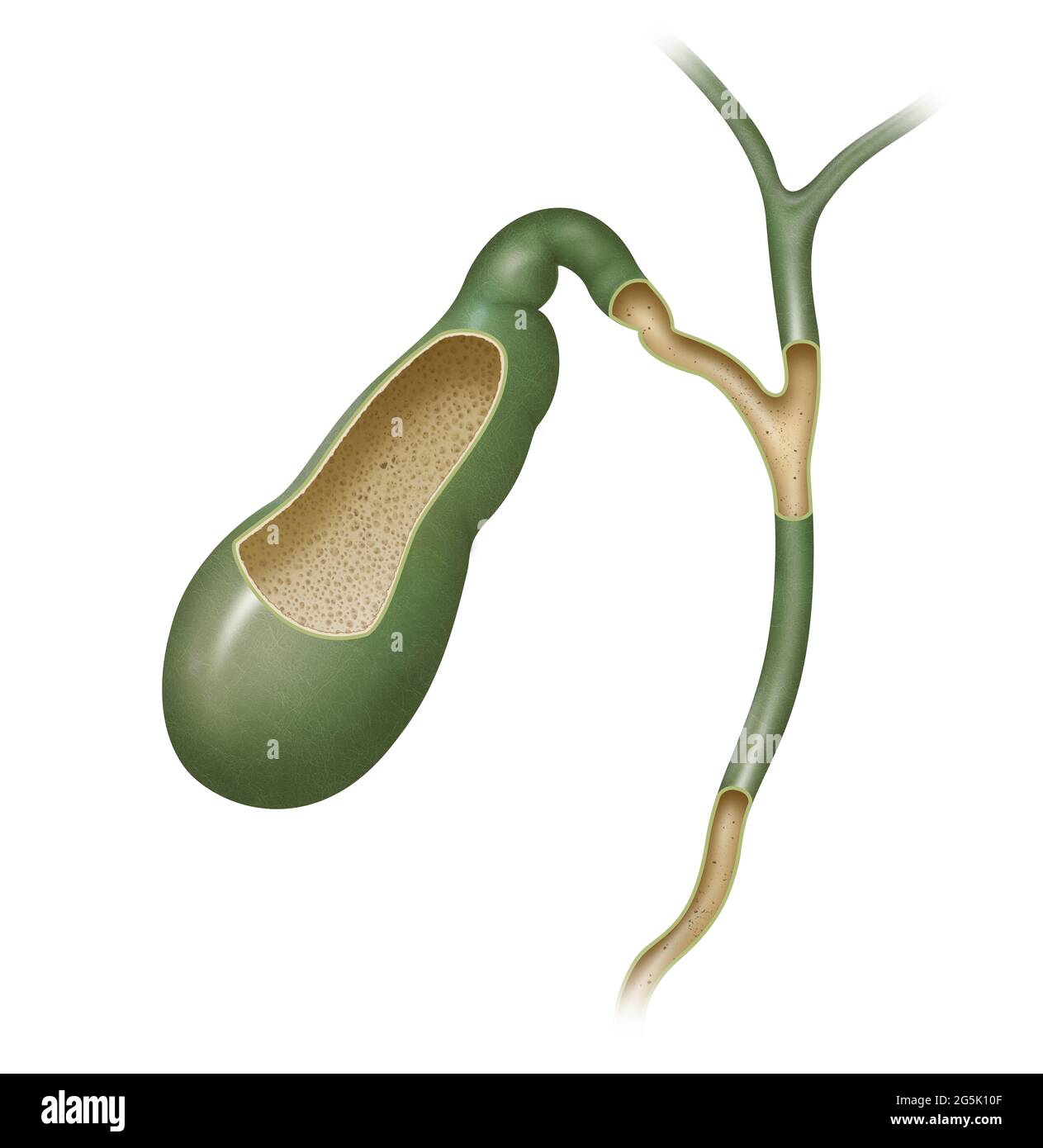Chez les vertébrés, la vésicule biliaire est un petit organe creux où la bile est stockée et concentrée avant d'être libérée dans l'intestin grêle Banque D'Images