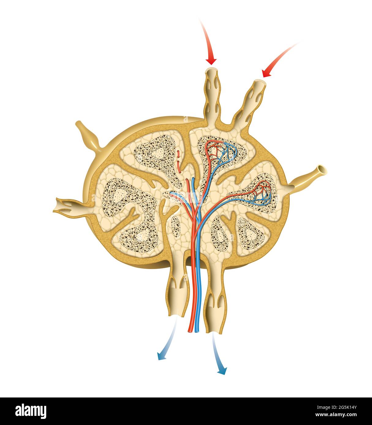 Illustration de la structure du nœud lymphatique Banque D'Images