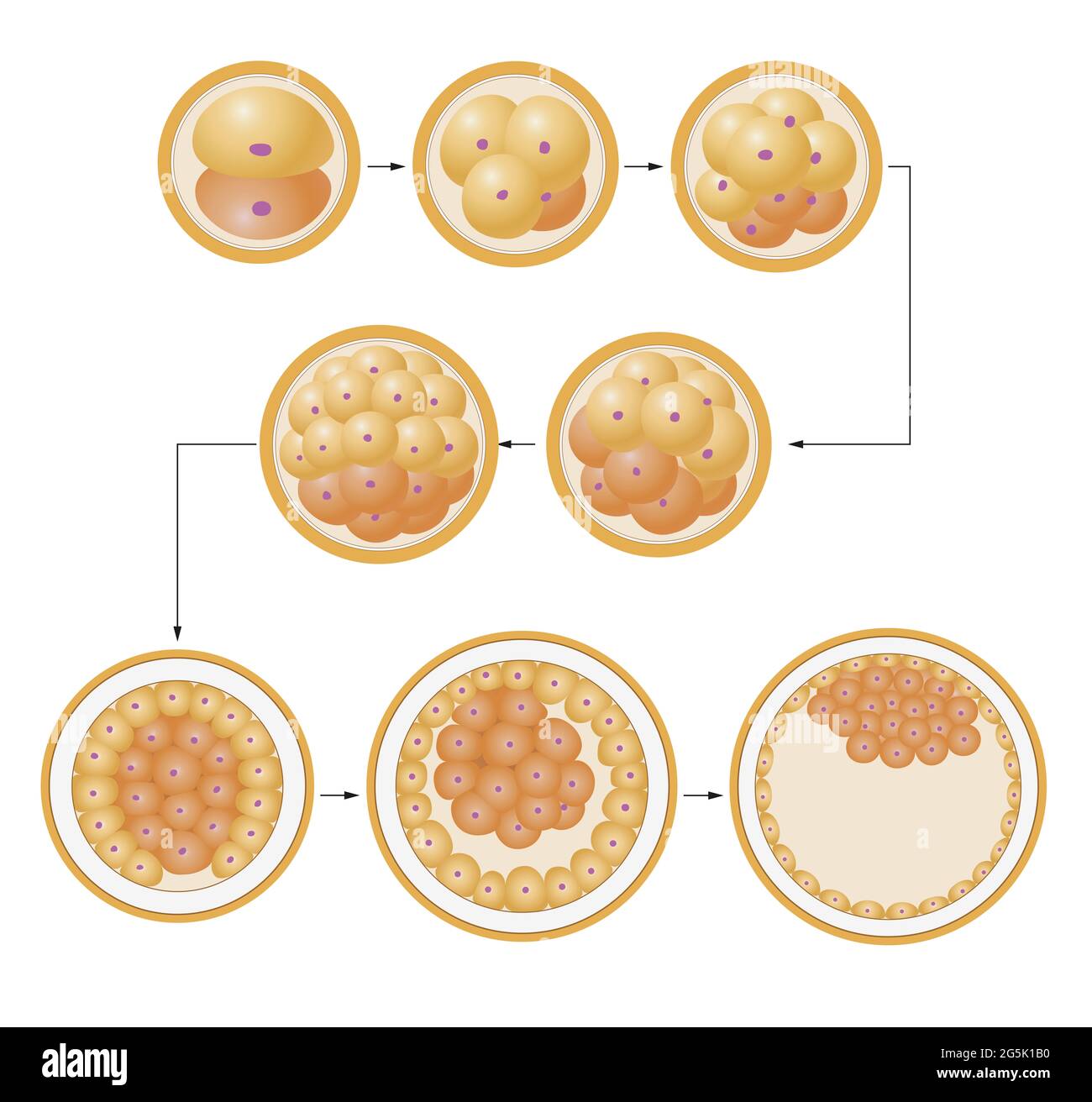 Segmentation de l'ovule. Le corps humain provient de la cellule d'oeuf Banque D'Images