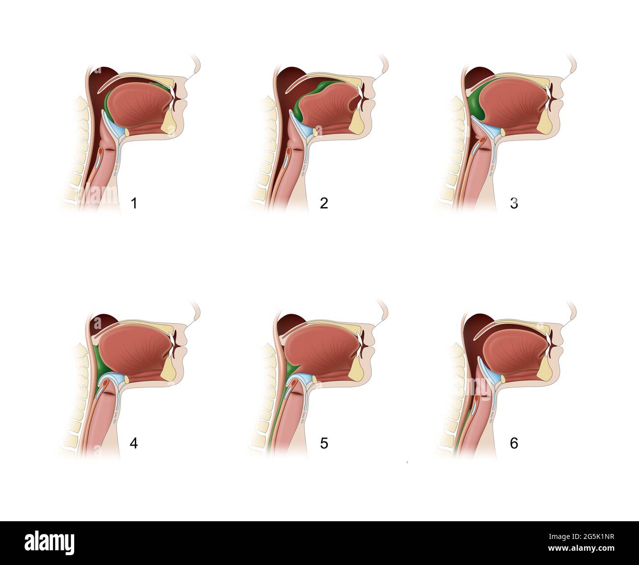 Pharynx. Processus de déglutition Banque D'Images