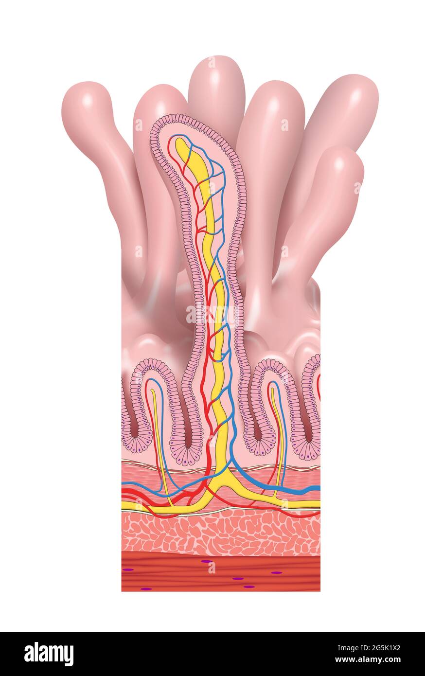 Structure anatomique de l'intestin grêle. Villosités et cellules épithéliales avec illustrations microvillosités Banque D'Images