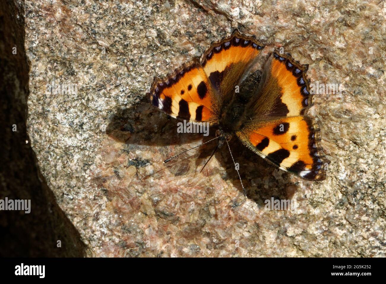 Le petit tortoiseshell (Aglais urticae), un papillon eurasien coloré au sous-sol d'un ancien bâtiment. Banque D'Images