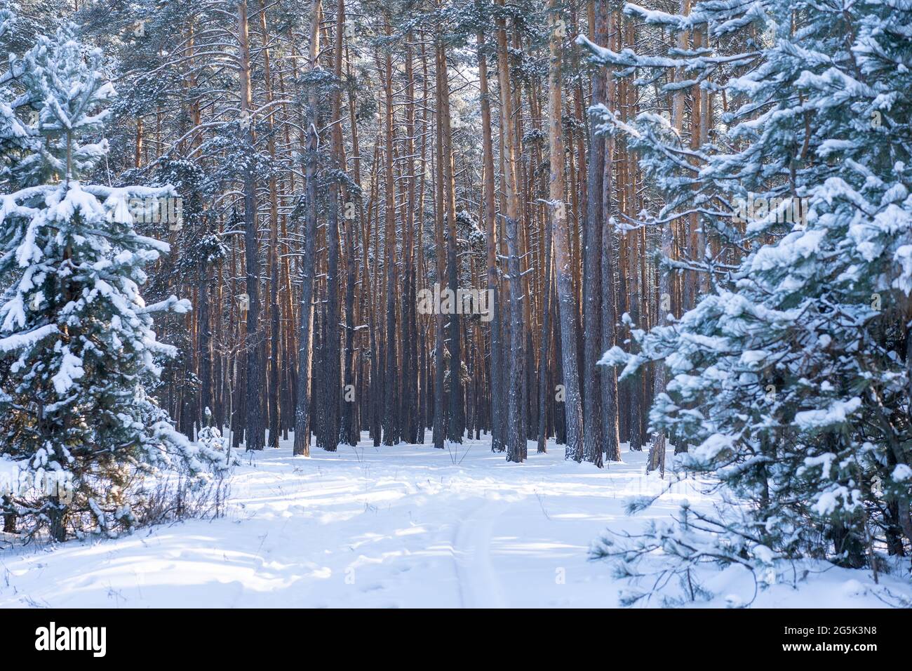 Hiver de la neige dans la forêt de pins. Paysage magnifique dans la nature Banque D'Images