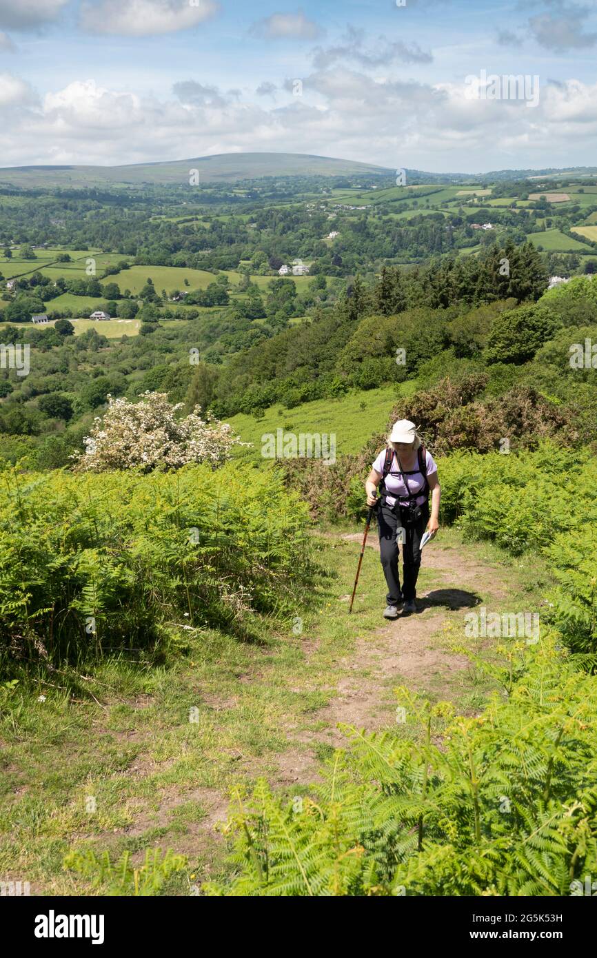 Randonnée pédestre jusqu'au sommet de Nattadon Common au-dessus de la ville de Dartmoor de Chagford, parc national de Dartmoor, Devon, Angleterre, Royaume-Uni, Europe Banque D'Images