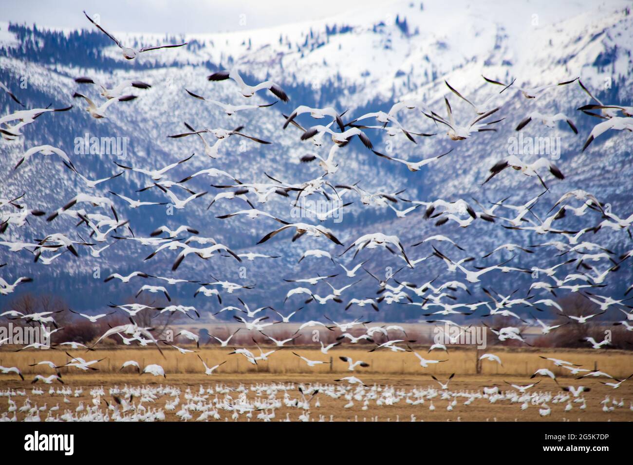 Cette image capture un grand troupeau d'oies des neiges qui s'est emparés d'un champ de ferme dans le comté rural de Lassen, en Californie, à la mi-février matin. Telle scène Banque D'Images