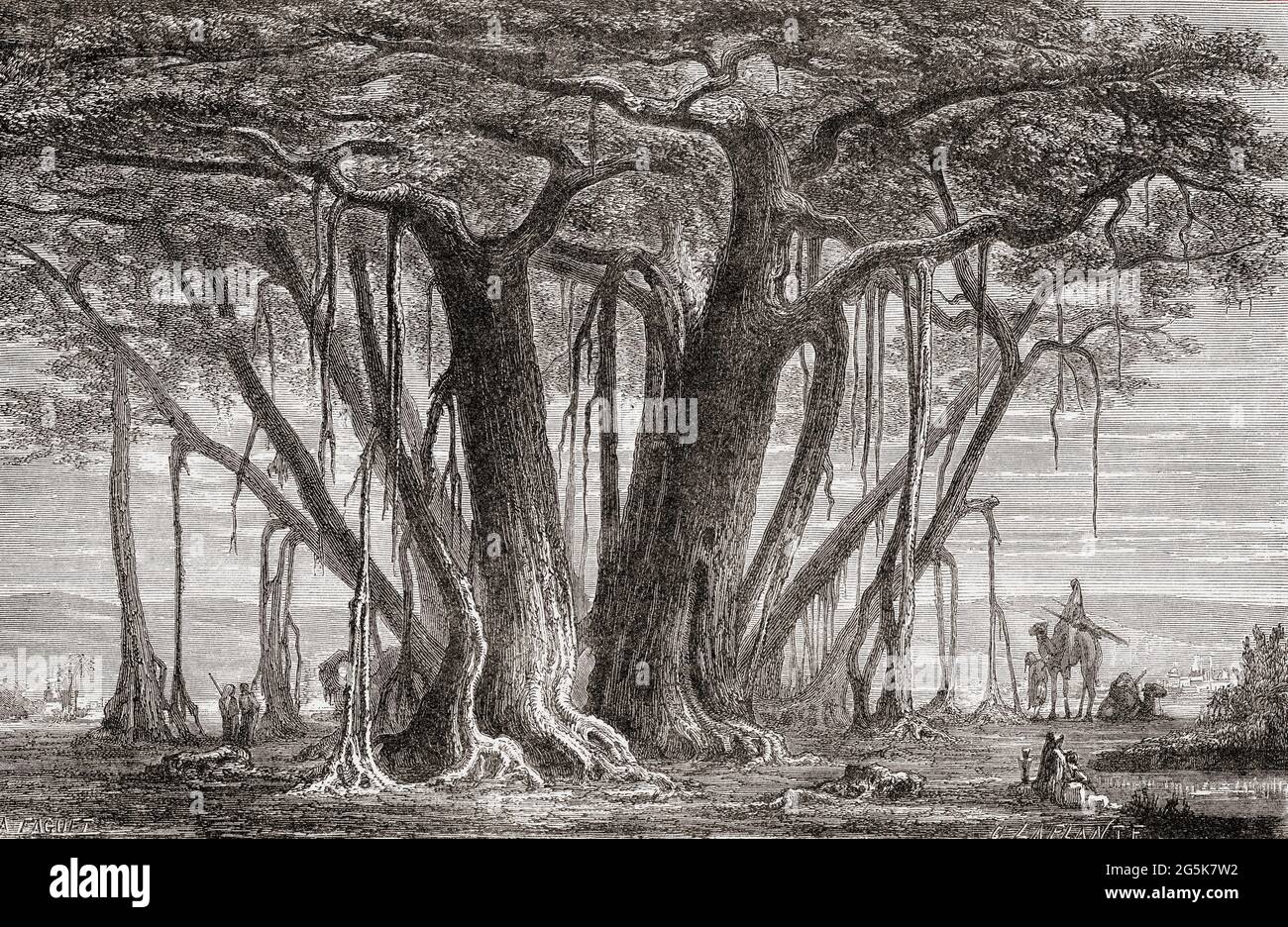 Le Bodhi arbre alias la Pagode arbre de Fig, Bodhi arbre de Fig ou Bo arbre, (Ficus religiosa) avec ses racines aériennes ou adventives. C'est l'arbre sous lequel le Bouddha Gautama est censé avoir atteint l'illumination. De l'Univers ou, l'infiniment Grand et l'infiniment petit, publié en 1882. Banque D'Images Le Bodhi arbre alias la Pagode arbre de Fig, Bodhi arbre de Fig ou Bo arbre, (Ficus religiosa) avec ses racines aériennes ou adventives. C'est l'arbre sous lequel le Bouddha Gautama est censé avoir atteint l'illumination. De l'Univers ou, l'infiniment Grand et l'infiniment petit, publié en 1882. Banque D'Images