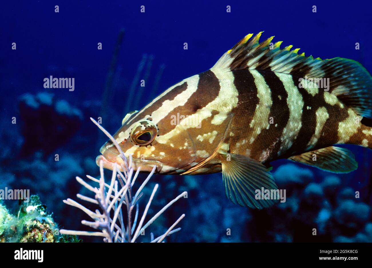 Le mérou de Nassau (Epinephelus striatus) sur le récif corallien, les îles Provo, Turques et Caïques Banque D'Images