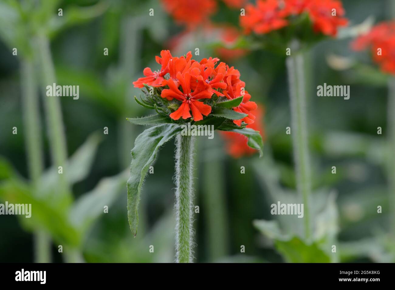 Lychnis chalcedica fleur Maltais Croix feuilles ovales avec vermilion rouge vif fleurs Banque D'Images