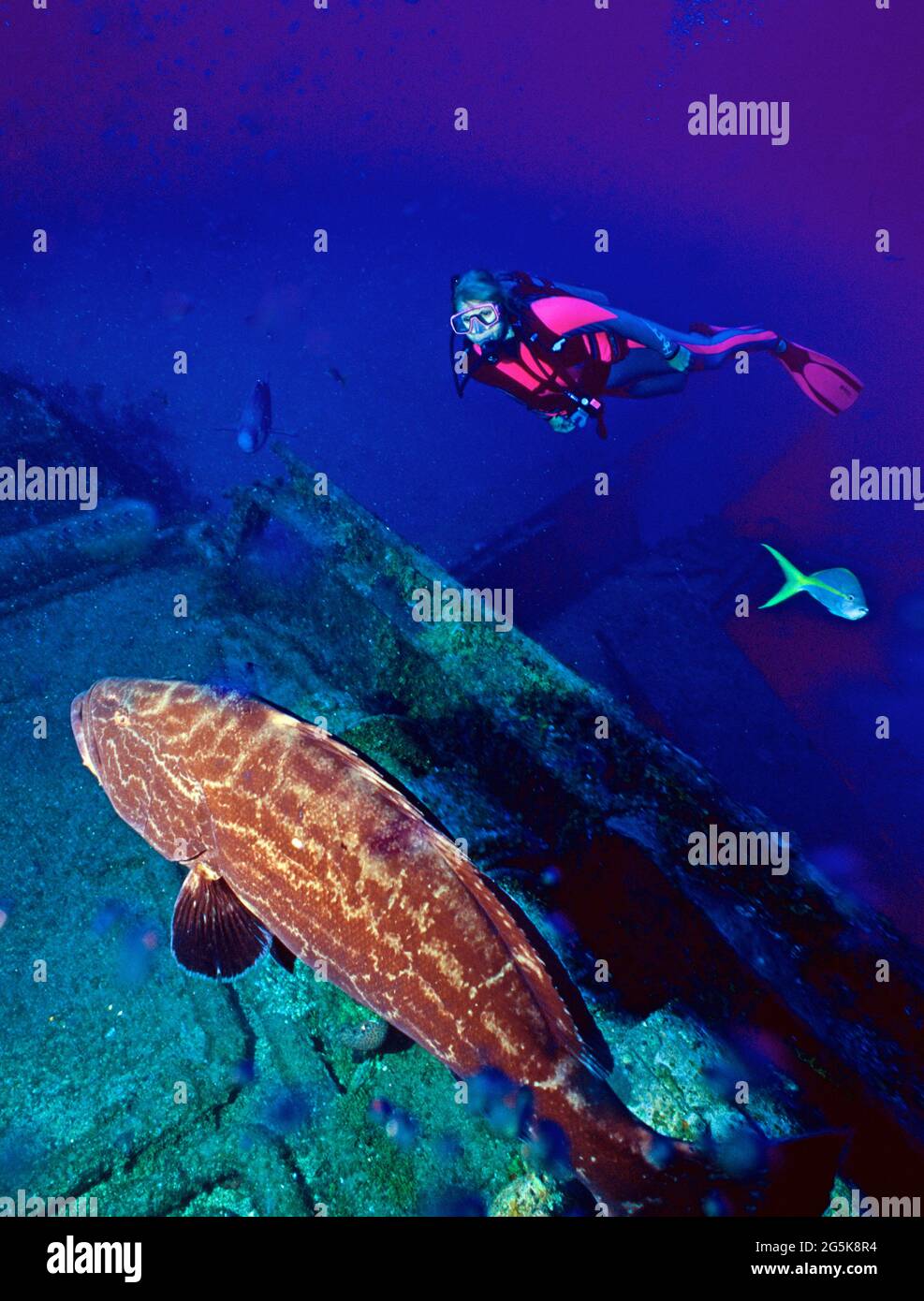 Femelle plongeur et grand mérou noir (Mycteroperca bonaci) sur épave, Roatan, Honduras Banque D'Images