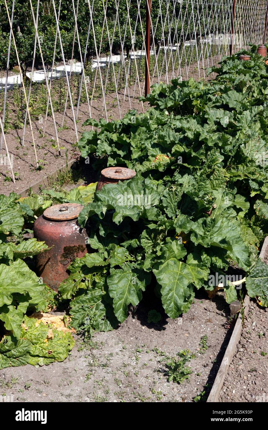 RHEUM. RHUBARB TIMPERLEY TÔT Banque D'Images