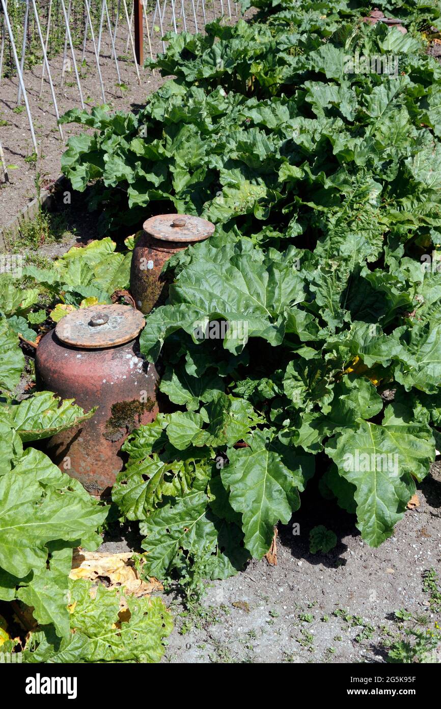 RHEUM. RHUBARB TIMPERLEY TÔT Banque D'Images