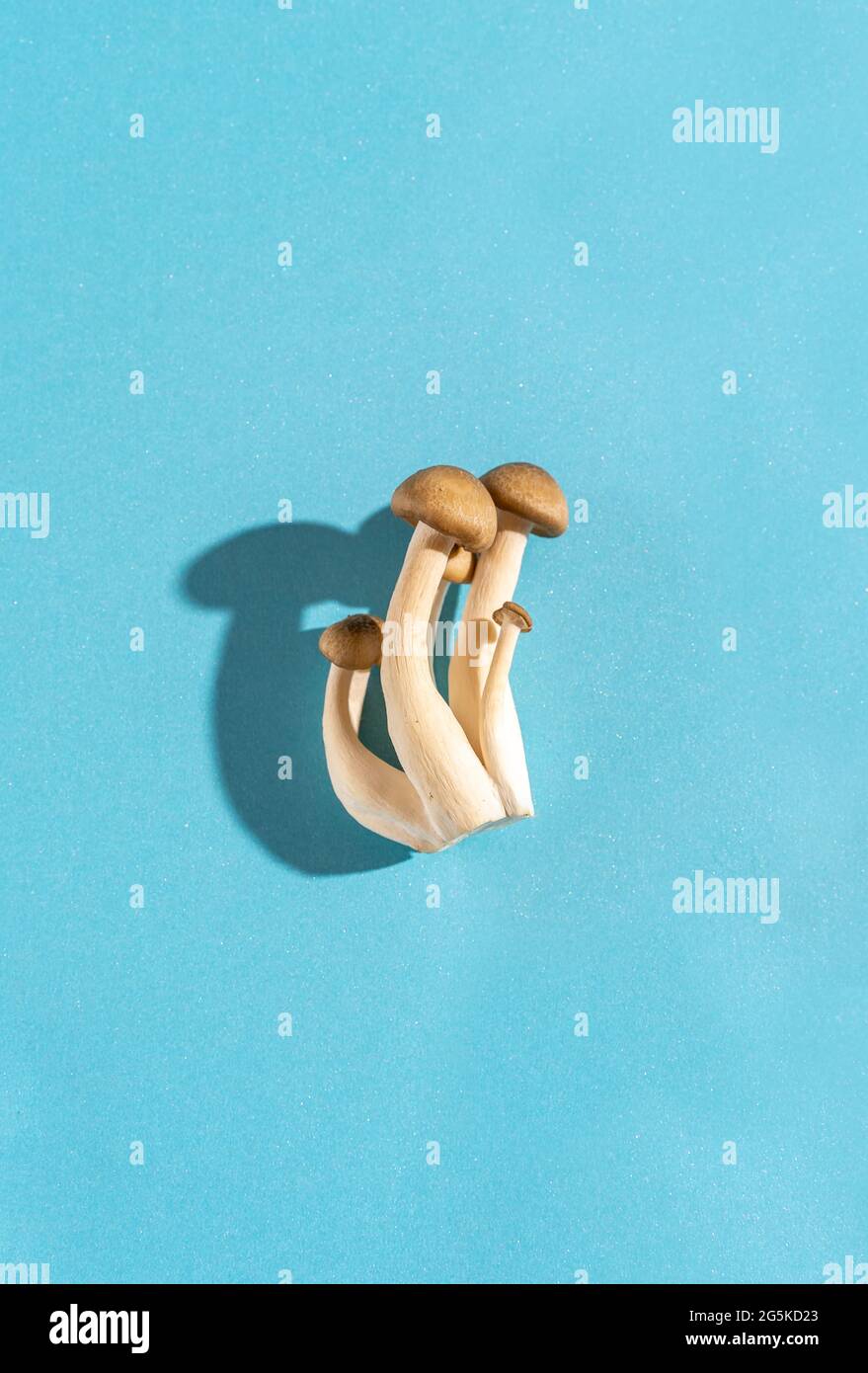 Flat Lay concept photographie alimentaire de champignons de hêtre (Hypsizygus tessellatus) sur une surface bleue. Banque D'Images