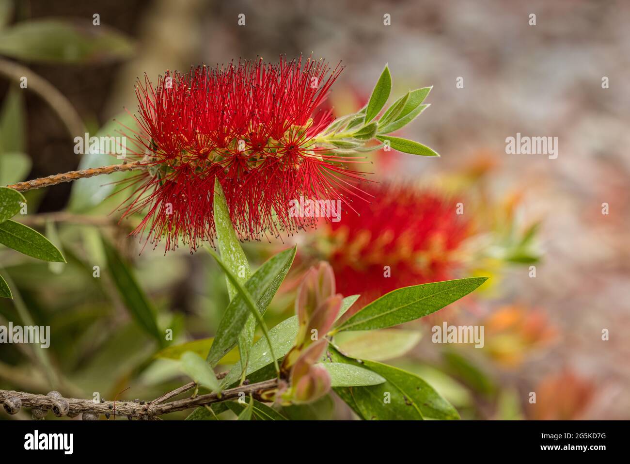 Fleur en forme de fleur rouge (Myrtaceae Callistemon citrinus 'splendens') Banque D'Images