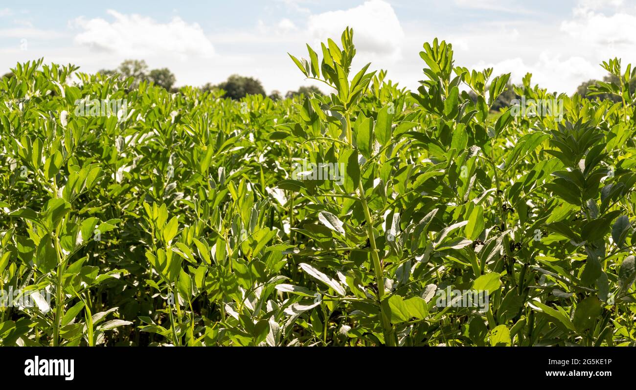 Gros plan de la petite surface de la récolte de haricots broards rétro-éclairés par un fort soleil Banque D'Images