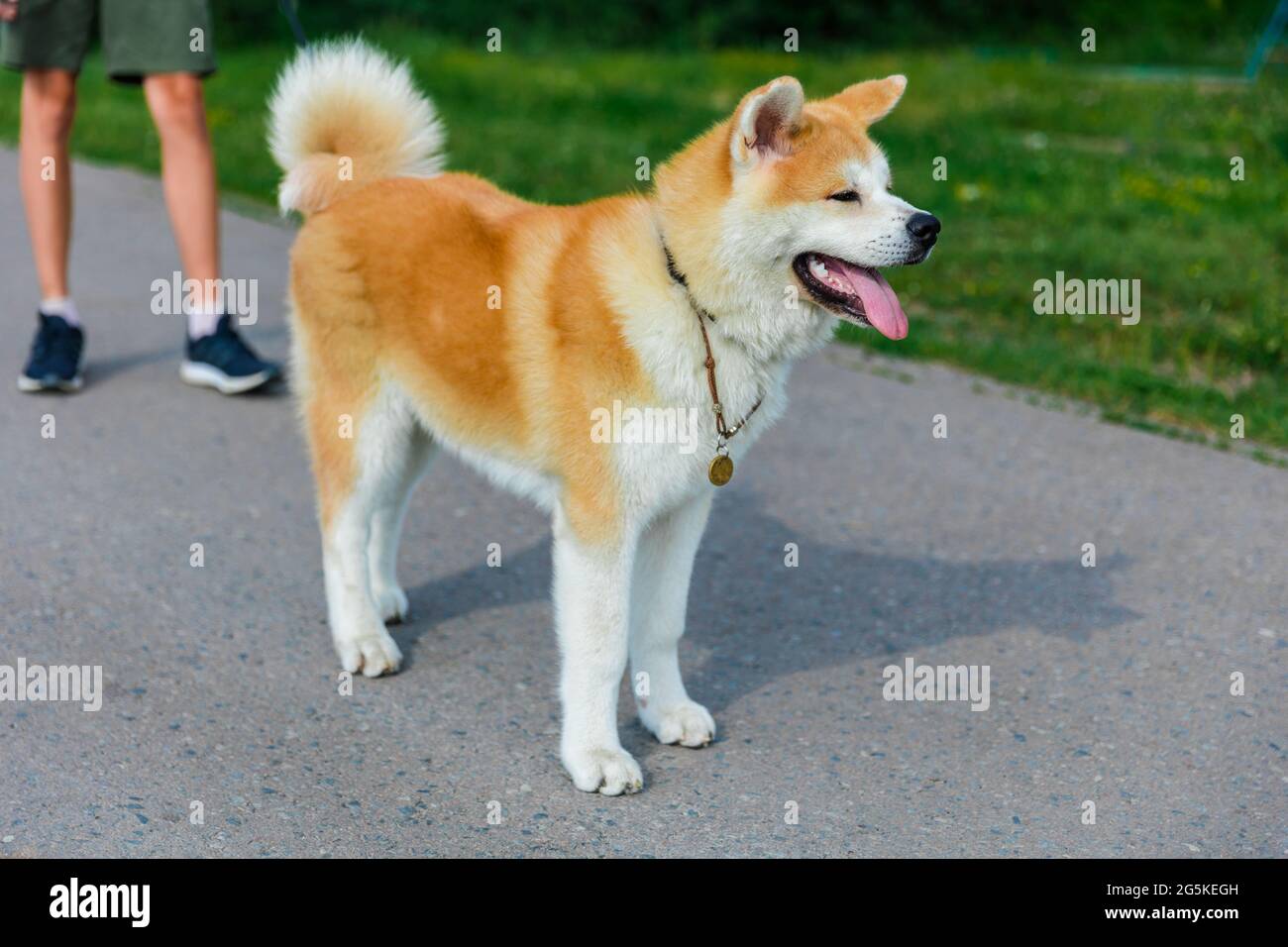 Akita être un chien debout sur une route d'asphalte grise près d'une pelouse verte Banque D'Images