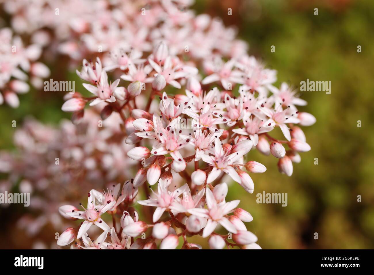 Gros plan de la plante de couverture de terre en fleurs de grès blanc (album sedum) dans le jardin allemand Banque D'Images