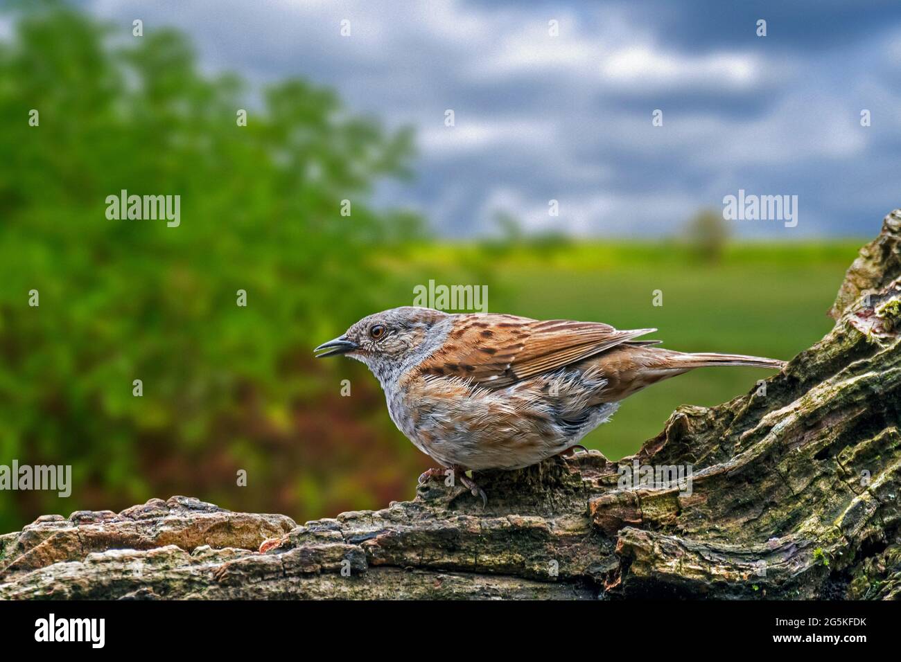 Dunnock / Hedge accentor (Prunella modularis / Motacilla modularis) appel du tronc dans le paysage rural avec haies Banque D'Images