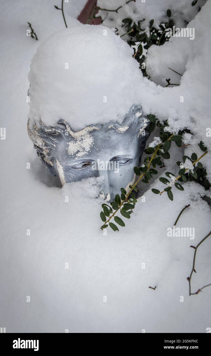 Jardinière de tête ou buste classique à moitié burri dans la neige profonde avec la vigne verte Banque D'Images